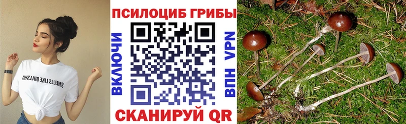 Псилоцибиновые грибы Cubensis  где найти   Луза 